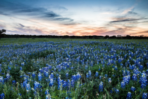 Farm and Ranch Photography